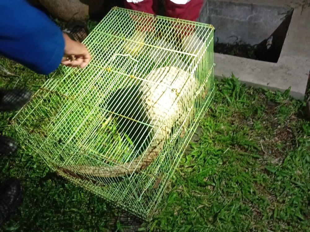 Damkar Semarang Gercep Tangkap Trenggiling di Rumah Warga Pandean Lamper