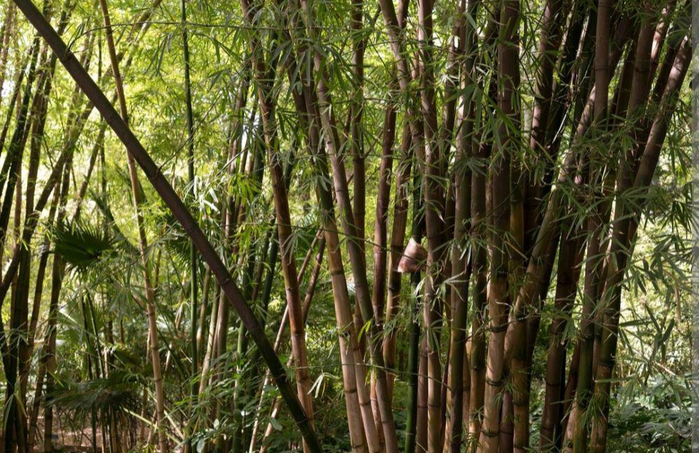 4 Tanaman Unik yang Bisa Bikin Kamu Terkejut