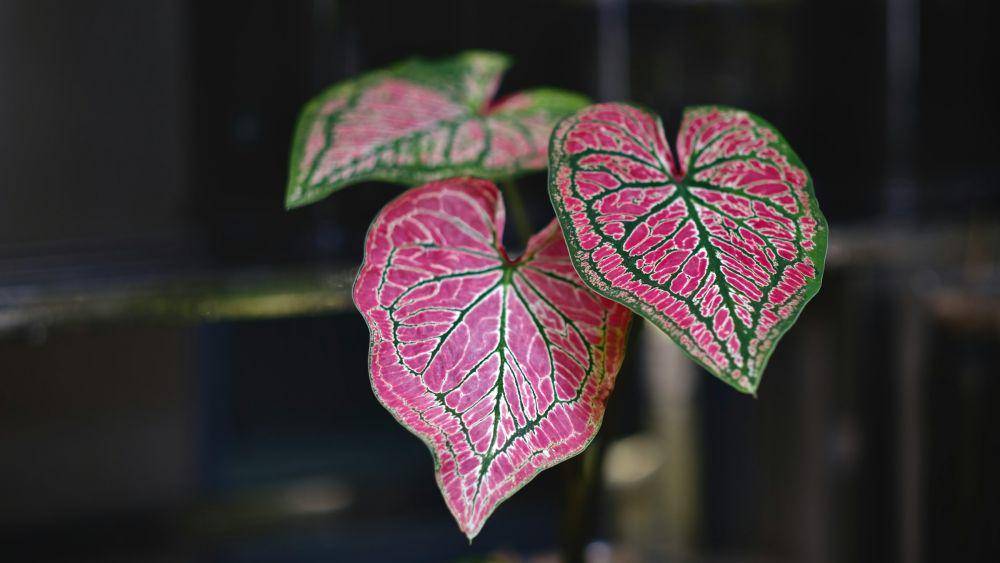 ilustrasi tanaman caladium (unsplash.com/NHN)