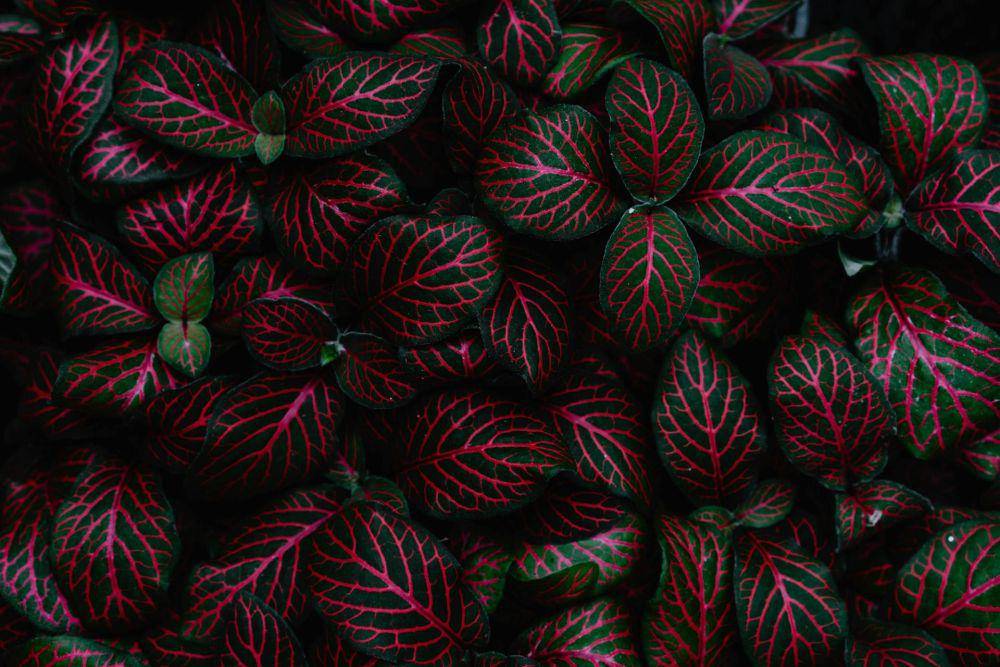 ilustrasi tanaman fittonia varian pink (pexels.com/Veronica)