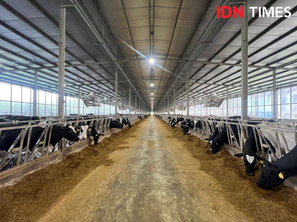 Penampakan KIN Dairy Farm di Garut (IDN Times/Wahyu Kurniawan)