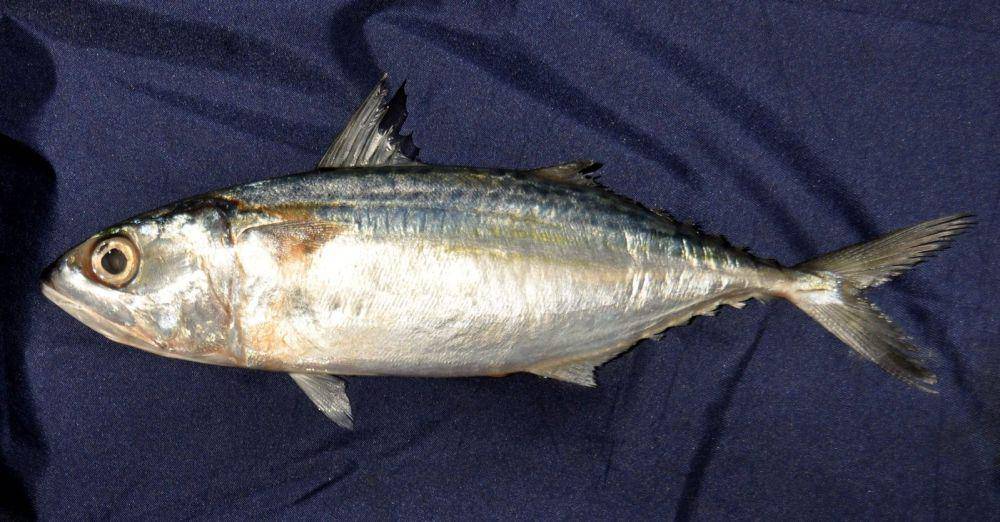 ilustrasi ikan kembung (commons.wikimedia.org/Wie146)