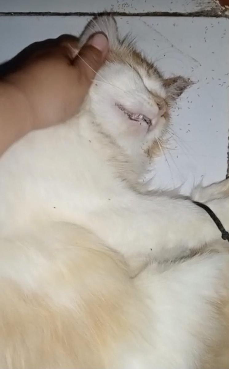 Kucing yang mati mendadak di RT.1/RW.16, Kelurahan Bunulrejo, Kecamatan Blimbing, Kota Malang