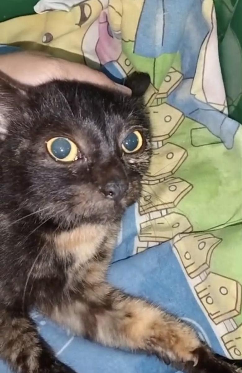 Kucing yang mati mendadak di RT.1/RW.16, Kelurahan Bunulrejo, Kecamatan Blimbing, Kota Malang