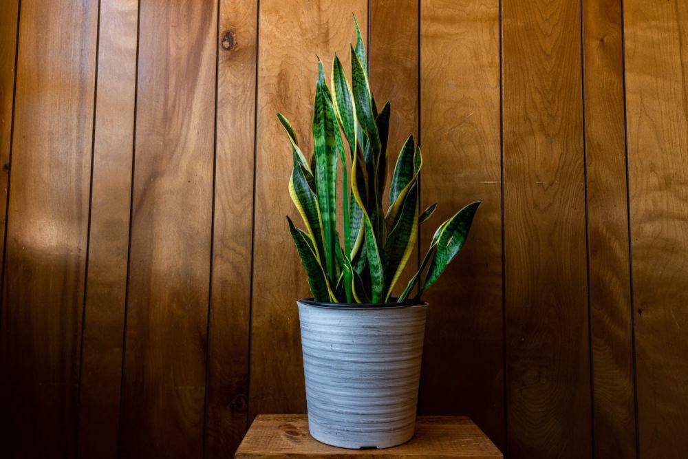 ilustrasi tanaman Sansevieria atau snake plant (freepik.com/wirestock)