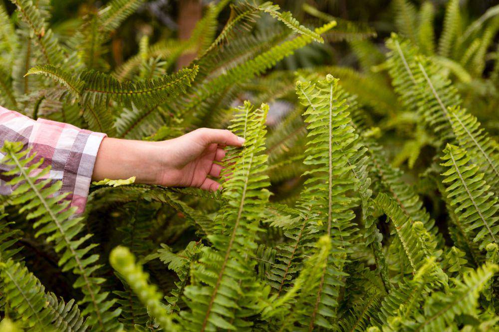 ilustrasi tanaman Boston Fern (freepik.com/freepik)