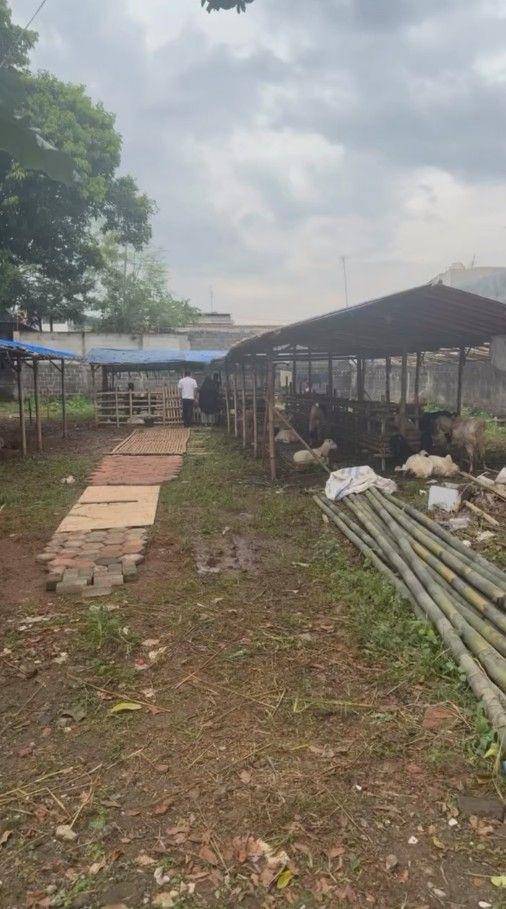 ibu Fadil Jaidi jualan hewan kurban (Instagram.com/fadiljaidi)