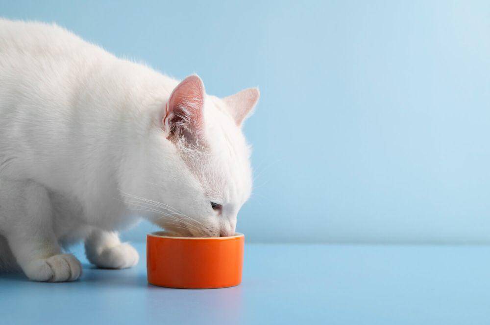 ilustrasi cat food (freepik.com/freepik)