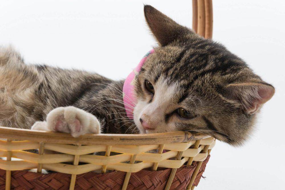 ilustrasi kucing rebahan (freepik.com/topntp26)