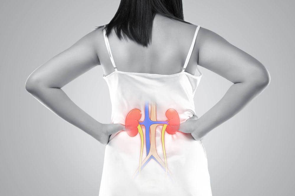ilustrasi organ ginjal