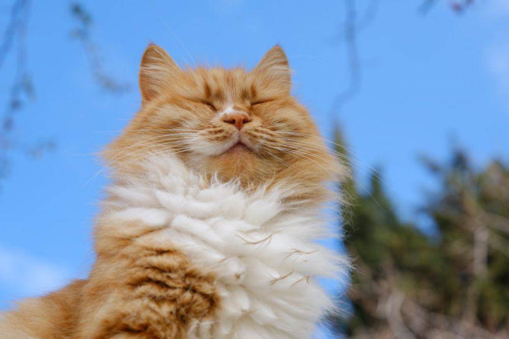 ilustrasi kucing norwegian forest cat (pexels.com/Engin Akyurt