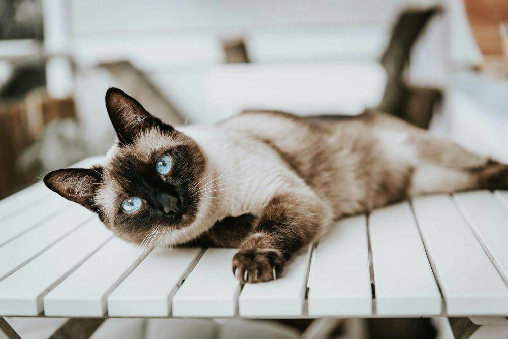 ilustrasi kucing siamese (unsplash.com/Alex Meier)