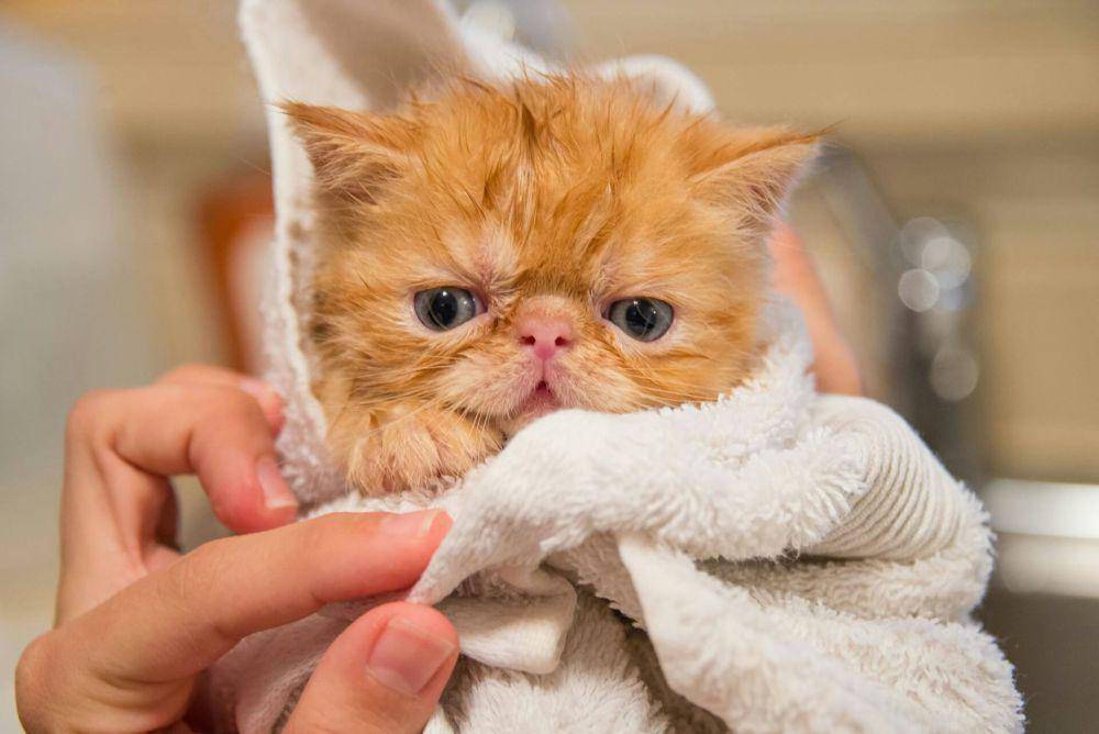 ilustrasi anak kucing exotic shorthair (unsplash.com/Dan Wayman)