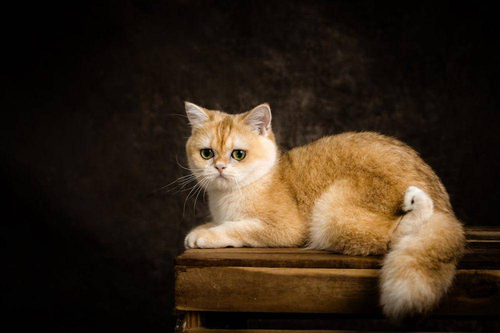 ilustrasi kucing british shorthair (pexels.com/Pet foto)