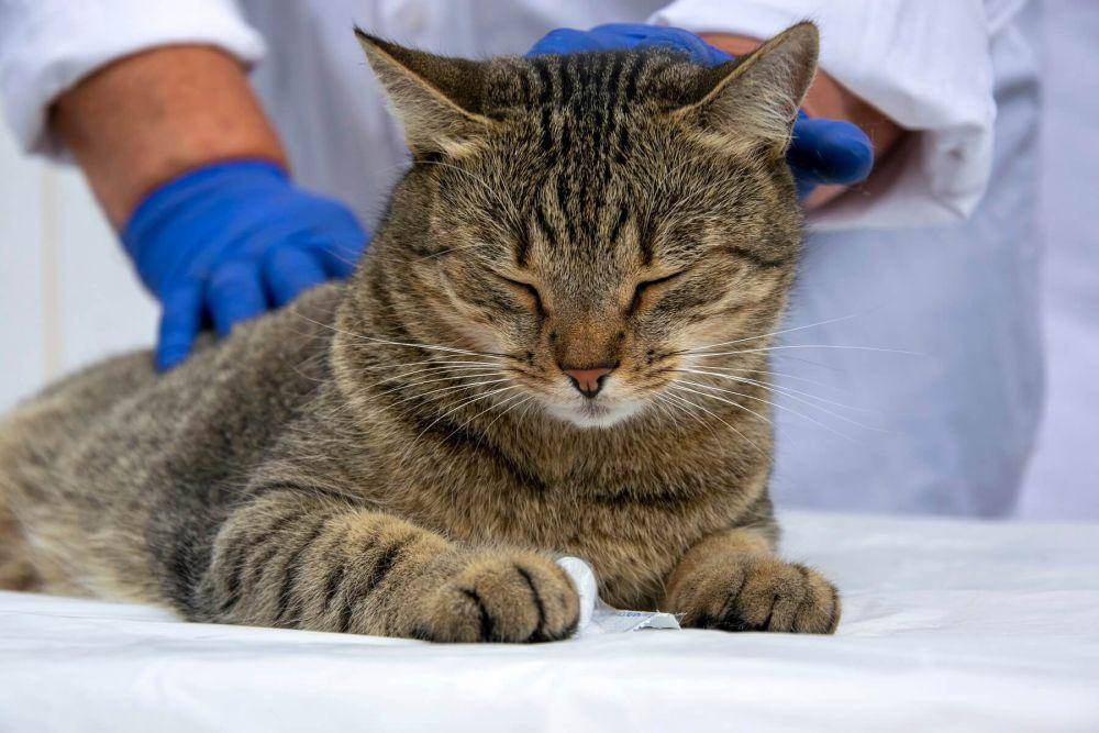ilustrasi kucing diperiksa dokter hewan (vecteezy.com/Olena Demydenko)