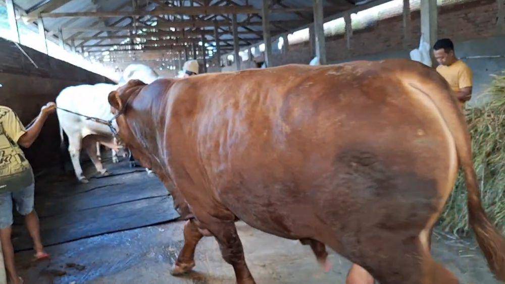 Sapi Kurban Presiden Prabowo di Magetan Jarang Dimadikan karena Cuaca