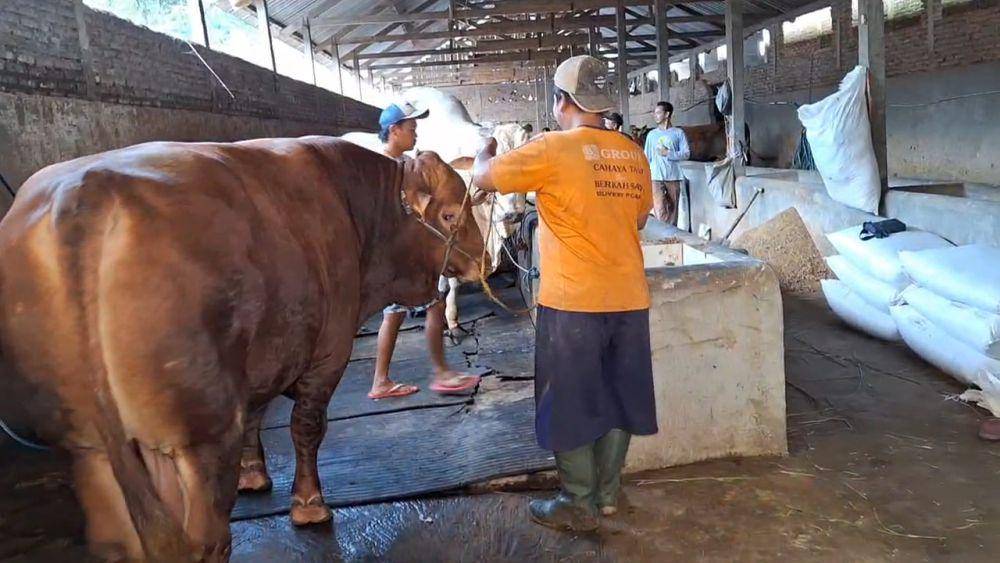 Sí Blangor, sapi kurban Prabowo di Magatan yang dibeli dengan harga Rp100 juta. IDN Times/ Riyanto.