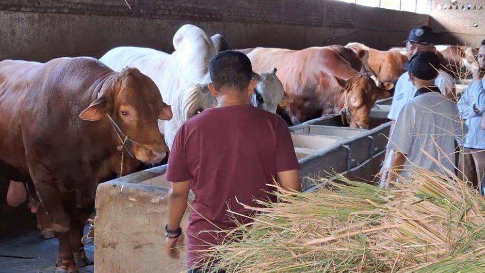 Sí Blangor, sapi kurban Prabowo di Magatan yang dibeli dengan harga Rp100 juta. IDN Times/ Riyanto.