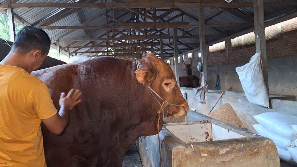 Sí Blangor, sapi kurban Prabowo di Magatan yang dibeli dengan harga Rp100 juta. IDN Times/ Riyanto.