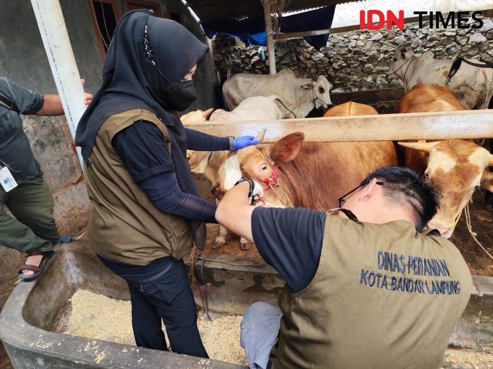 Cegah Penyakit Jelang Idul Adha, Hewan Kurban Balam Divaksinasi