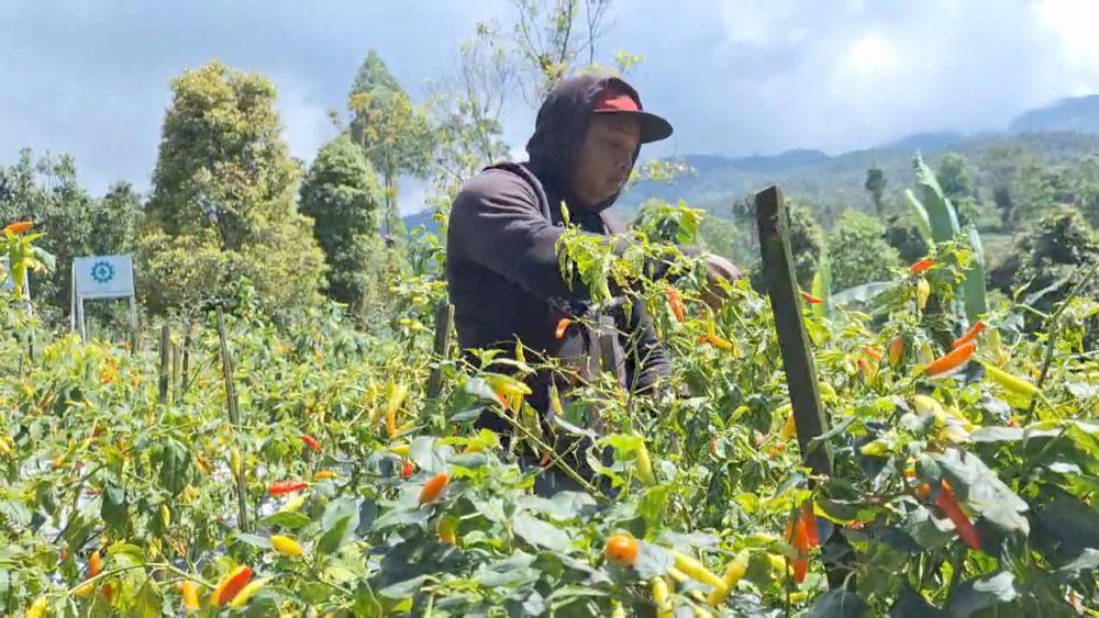 NTP Sulsel Naik 0,74%, Daya Beli Petani Sedikit Lebih Baik