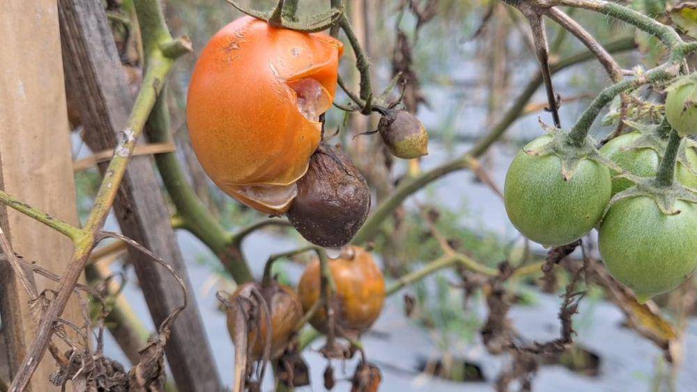Tanaman tomat petani di Desa Sidomulyo, Kecamatan Sidorejo, Magatan membusuk. IDN Times/ Riyanto.