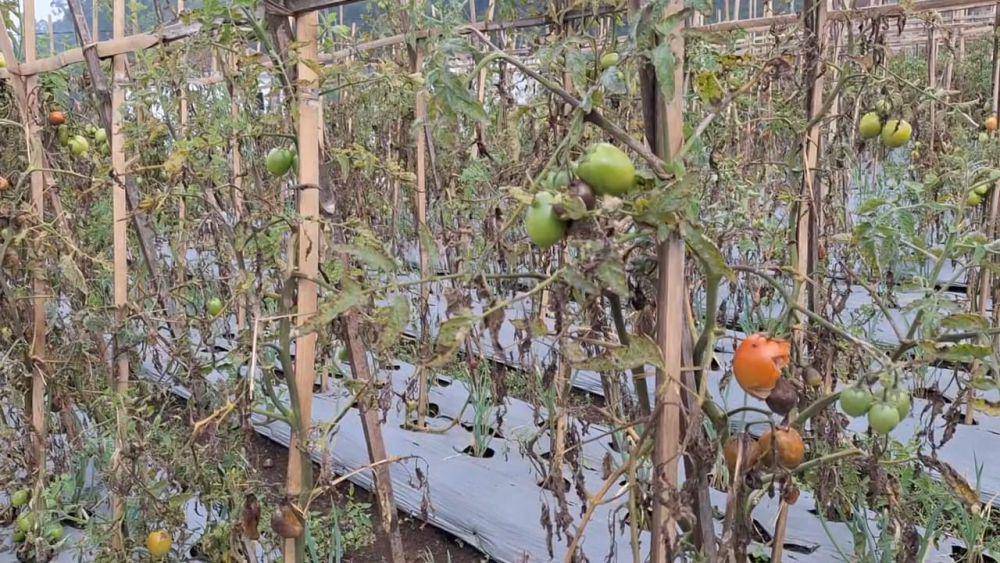 Tanaman tomat petani di Desa Sidomulyo, Kecamatan Sidorejo, Magatan membusuk. IDN Times/ Riyanto.