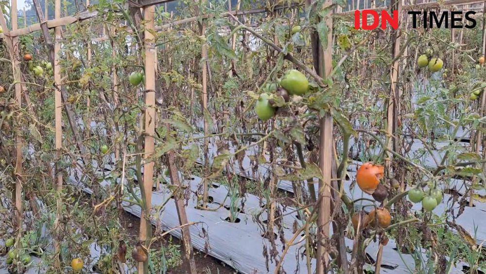 Tanaman tomat petani di Desa Sidomulyo, Kecamatan Sidorejo, Magatan membusuk. IDN Times/ Riyanto.