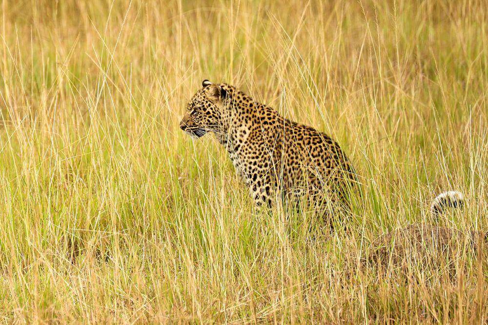 Macan tutul