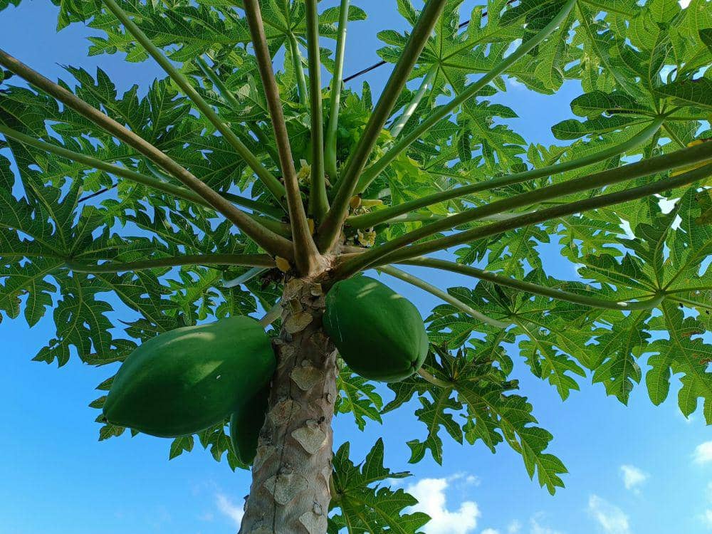 ilustrasi pepaya muda (unsplash.com/Mário Maia)