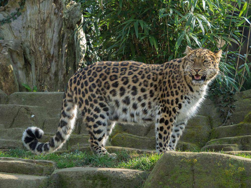 Macan tutul masuk hotel