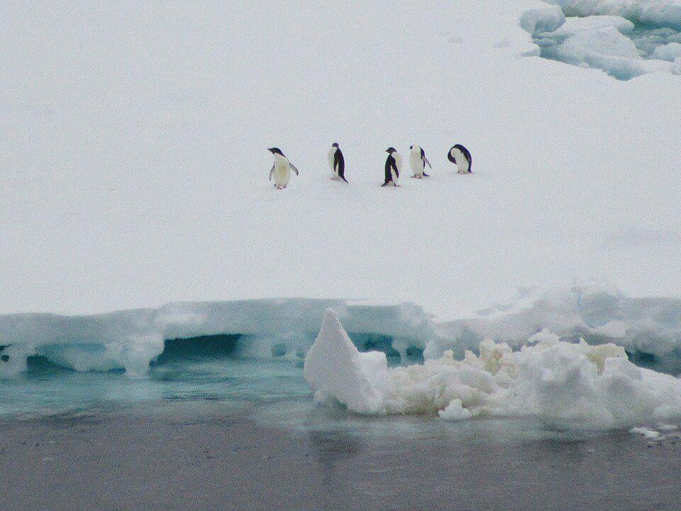 sekelompok penguin yang berjalan di atas lapisan es Antarktika (commons.wikimedia.org/amanderson2)