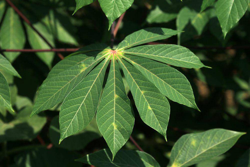 bahan-bahan membuat gulai daun singkong