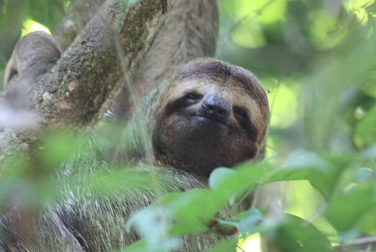 potret sloth tiga jari (commons.wikimedia.org/Charles J. Sharp)