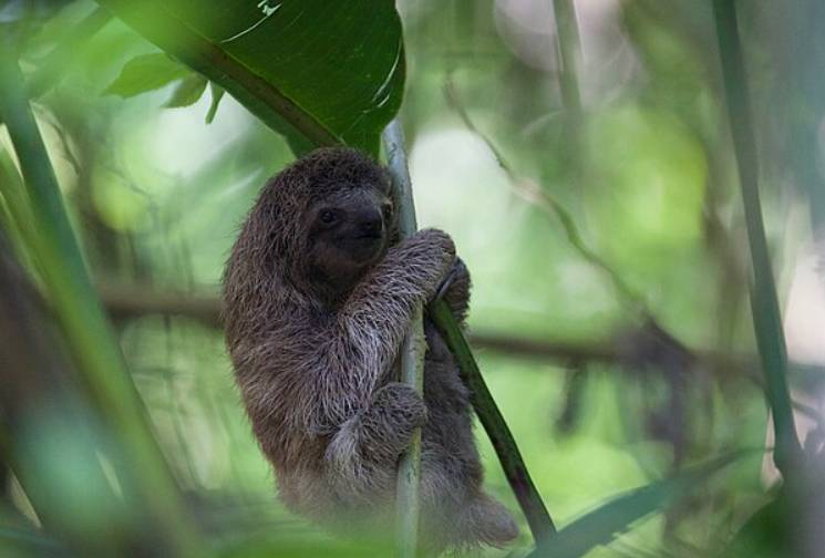 potret sloth tiga jari (commons.wikimedia.org/Andy Witchger)