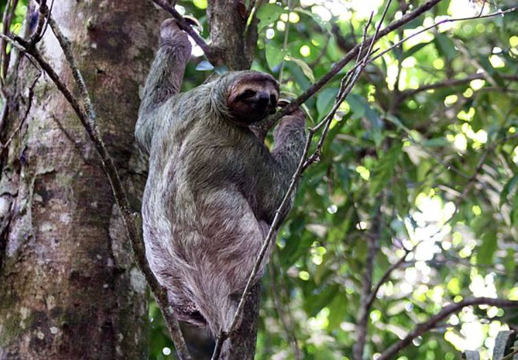 potret sloth tiga jari (commons.wikimedia.org/Charles J. Sharp)