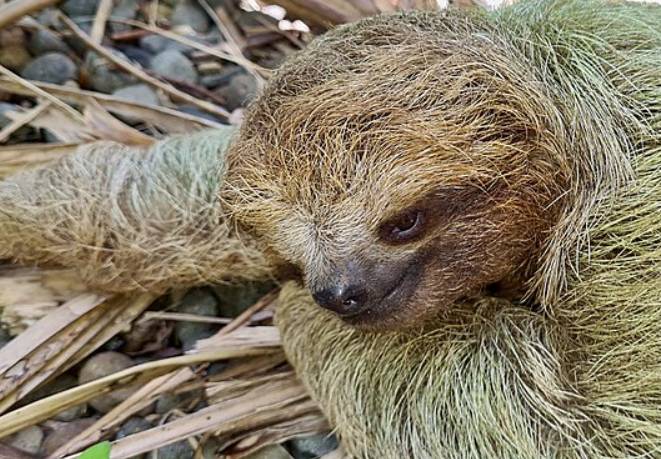potret sloth tiga jari (commons.wikimedia.org/Bernard DUPONT)