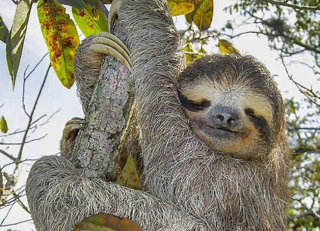 5 Fakta Sloth Tiga Jari, Lambat tapi Pintar Menyamar