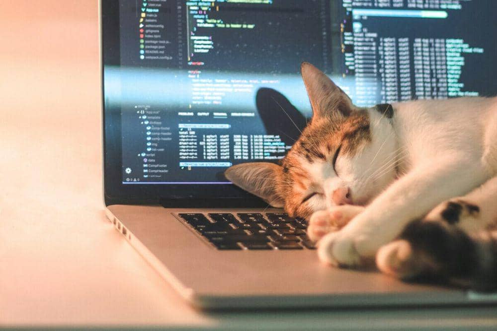 ilustrasi kucing tidur di atas laptop (unsplash.com/Tai Bui)