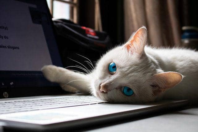 ilustrasi kucing tidur di atas laptop (unsplash.com/Trà My)