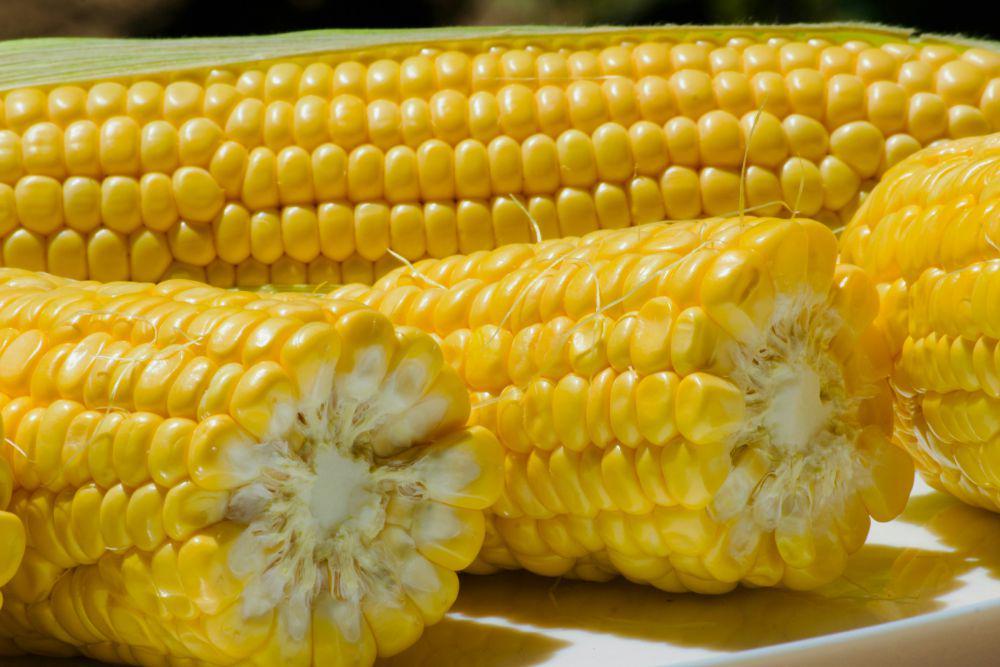 Pemkab PPU Genjot Produksi Jagung, Bidik Investor Pabrik Pakan Ternak