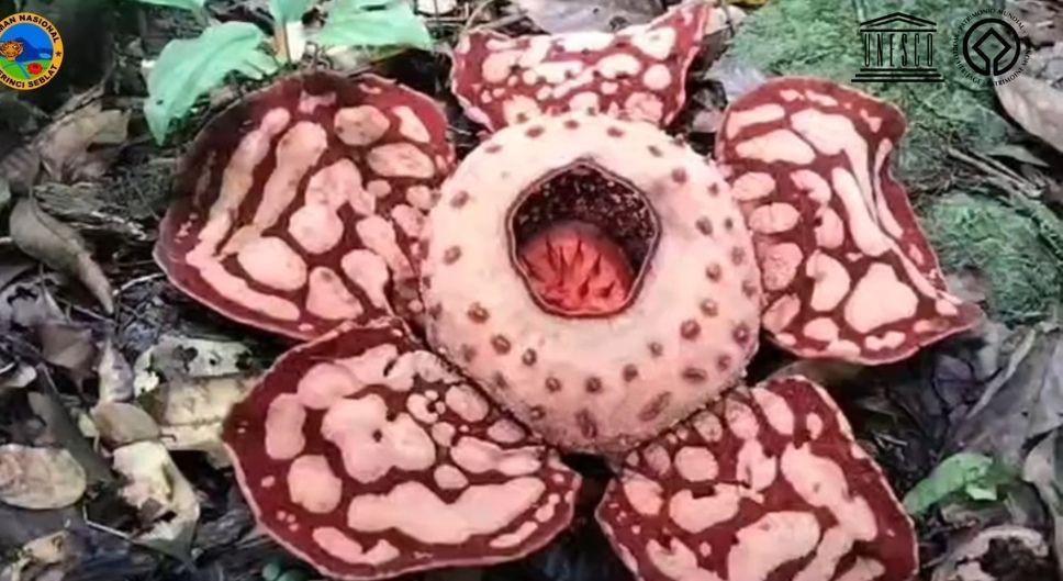 Bunga Rafflesia Hasseltii Kembali Mekar di TNKS Bukit Ulu Muratara