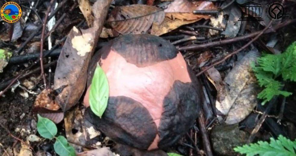 Bunga Rafflesia hasseltii ditemukan warga di Puncak Bukit Kawah Sungai Bulu Merdap Desa Bukit Ulu.  (Dok/Taman Nasional Kerinci Seblat)