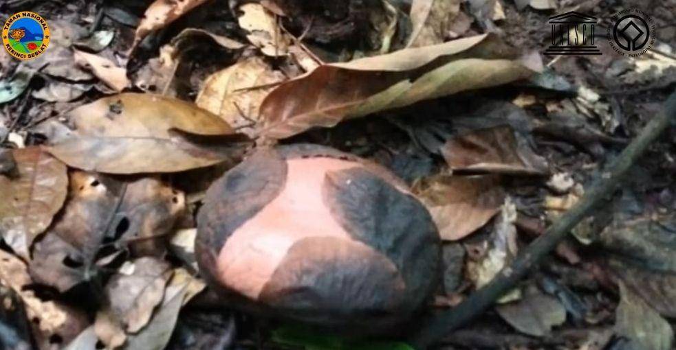Bunga Rafflesia hasseltii ditemukan warga di Puncak Bukit Kawah Sungai Bulu Merdap Desa Bukit Ulu.  (Dok/Taman Nasional Kerinci Seblat)