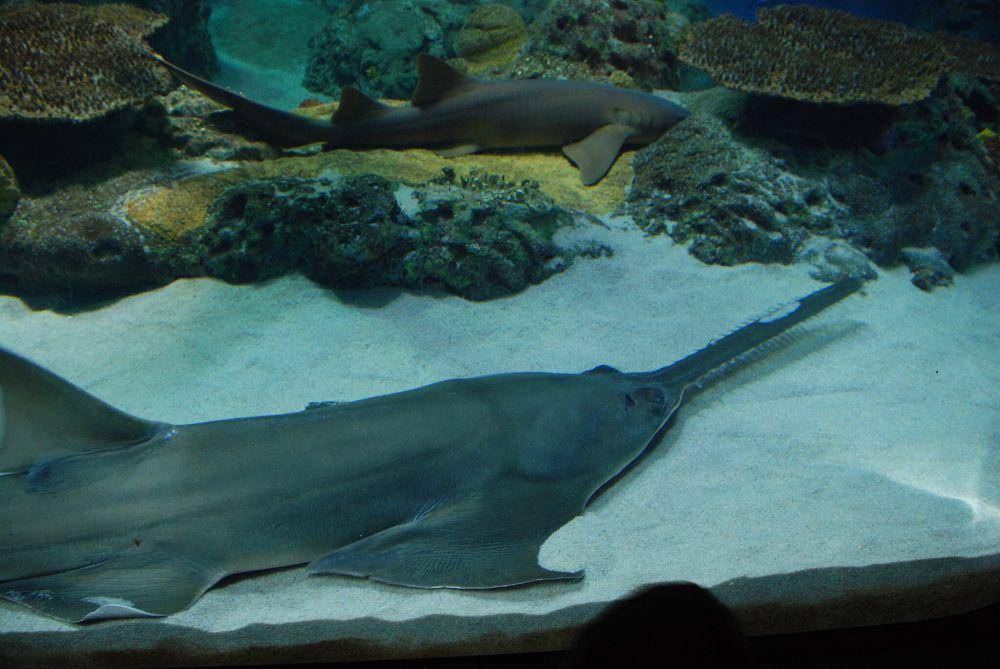 Ikan gergaji (commons.wikimedia.org/Coughdrop12)