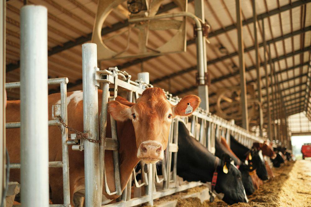5 Alternatif Bungkus Daging Kurban Ramah Lingkungan Pengganti Plastik