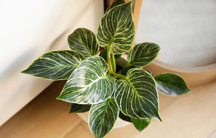 ilustrasi tanaman philodendron birkin (www.thespruce.com)