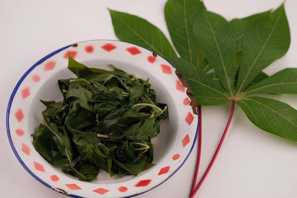 ilustrasi daun singkong