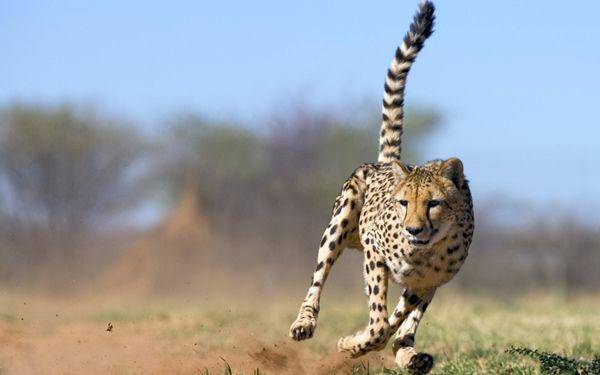 http://cdn.idntimes.com/content-images/post/20160229/cheetah-hdwallpapersnew-net-f793279d8f61d3b2d1717df1406a046e.jpg