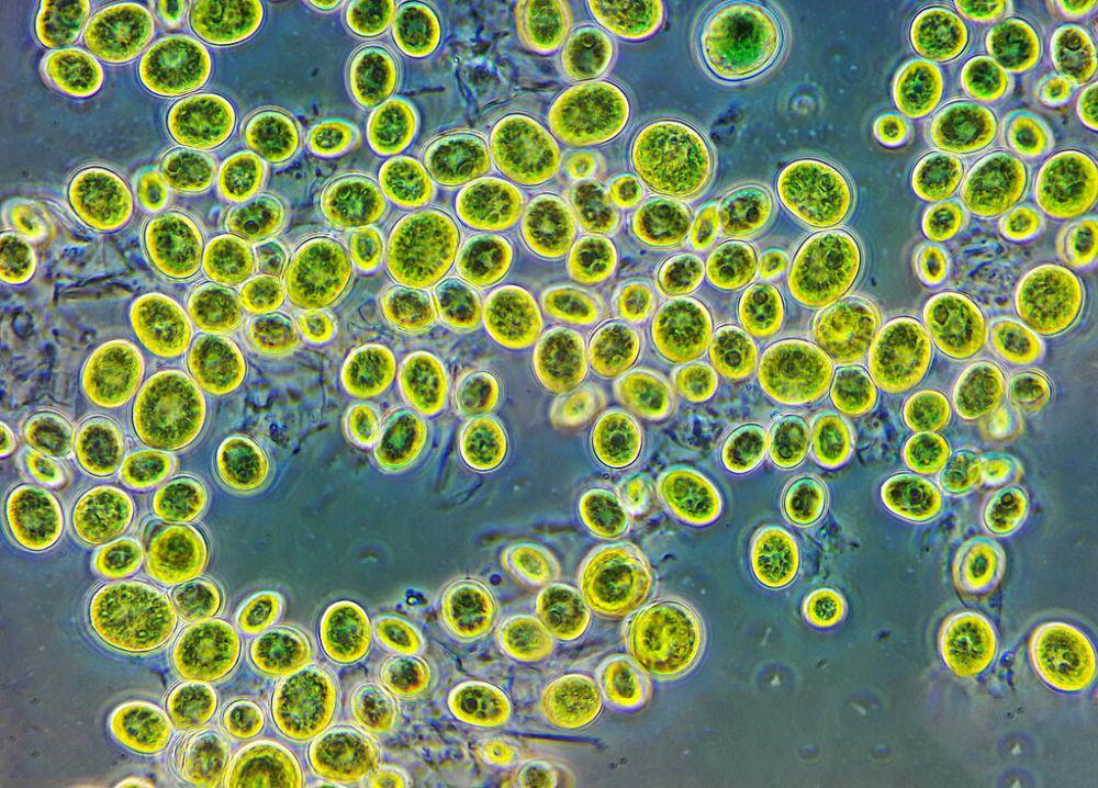 Uniseluler (commons.wikimedia.org/Andrei Savitsky)